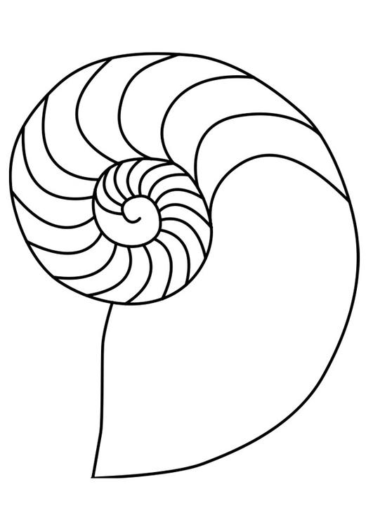 calmar mollusque nautilus