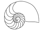 Coloriage calmar mollusque nautilus