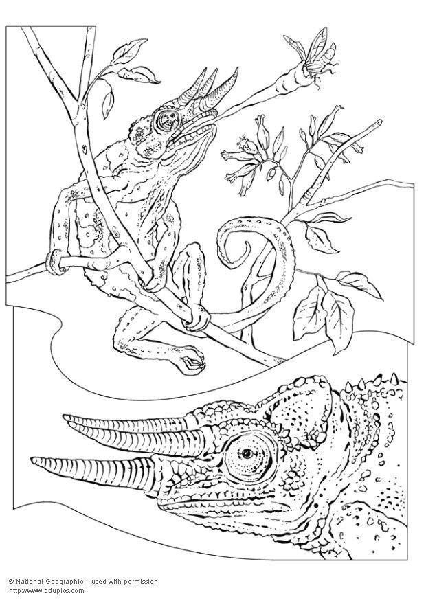 Coloriage Cameleon Coloriages Gratuits A Imprimer Dessin 5736