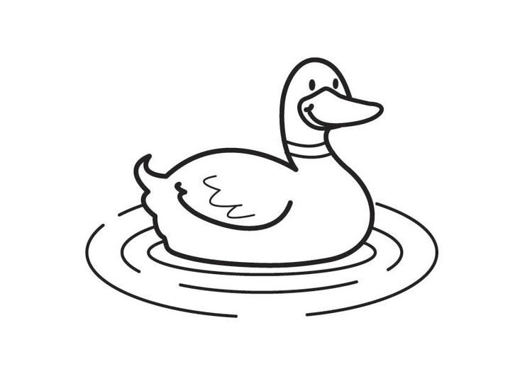 Coloriage Canard