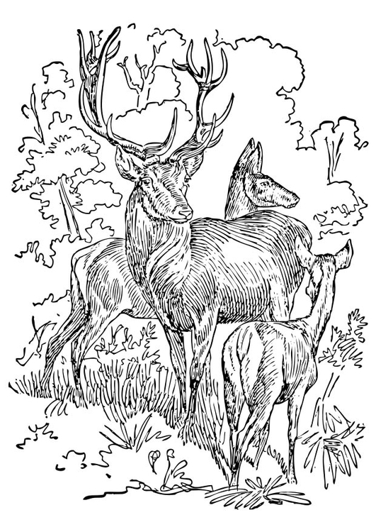 Coloriage cerf et biche