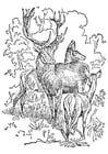 Coloriages cerf et biche