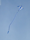Photo cerf-volant