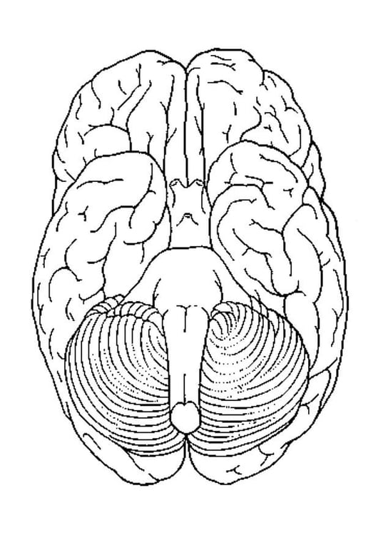 Coloriage cerveau, vue de dessous