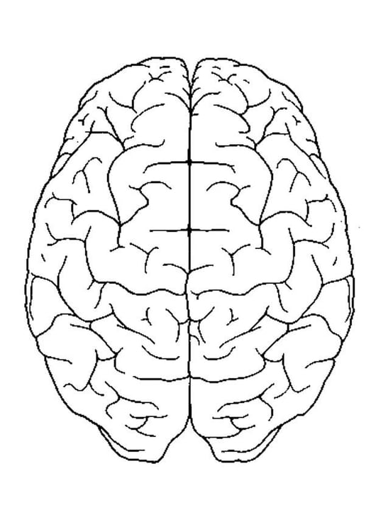Coloriage cerveau, vue d'en haut