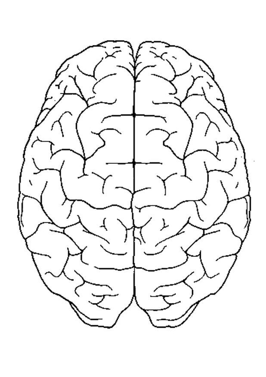 Coloriage cerveau, vue d'en haut