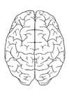 Coloriage cerveau, vue d'en haut