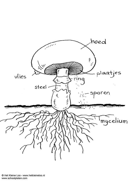 Coloriage champignon