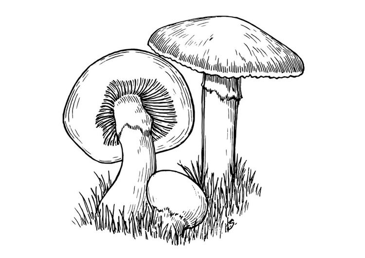 Coloriage champignons