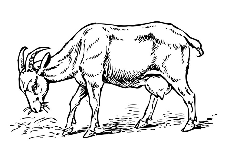 Coloriage chèvre img coloriage chevre i