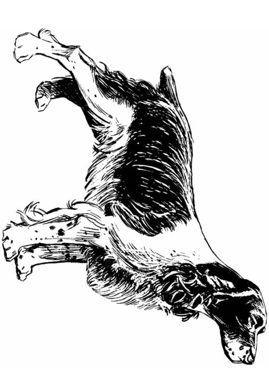 chien - cocker spaniel
