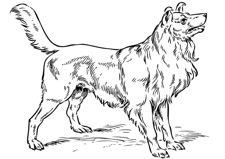 Coloriage chien - colley