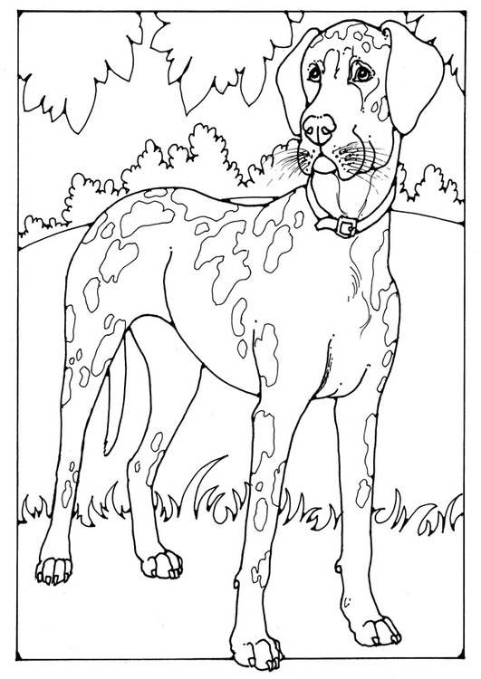 Coloriage chien danois