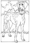 Coloriage chien danois