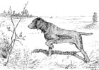 Coloriage chien de chasse
