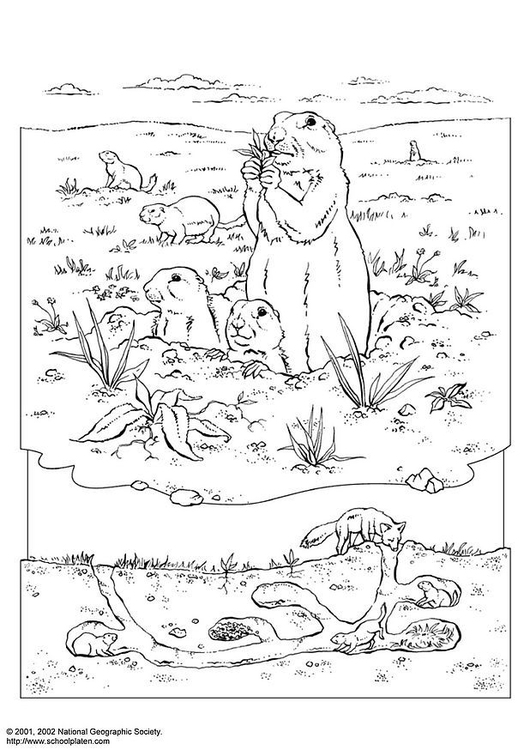 Coloriage chien de prairie