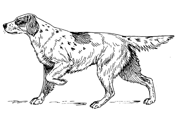 Coloriage chien - setter