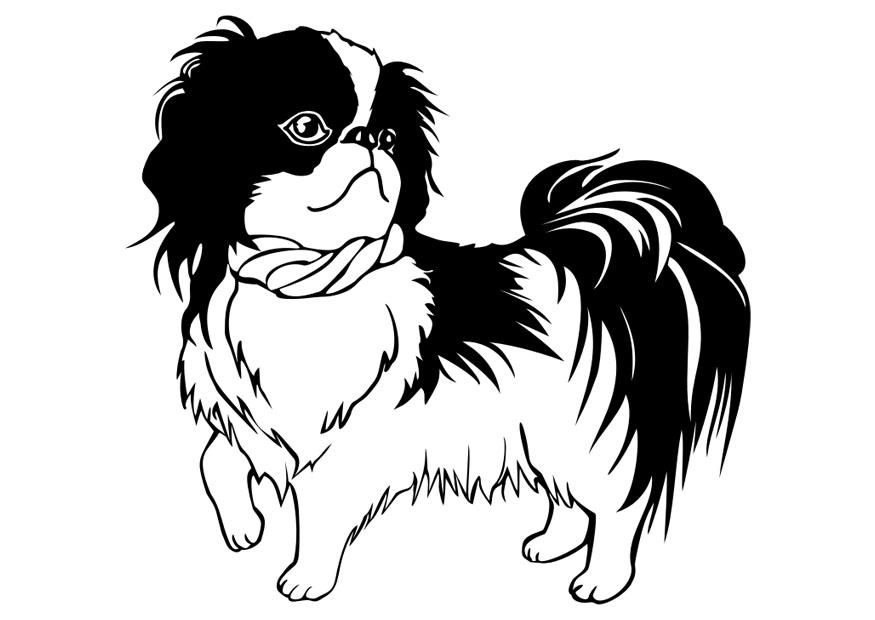 Coloriage chien  Shih Tzu  Coloriages Gratuits à Imprimer  Dessin 29834