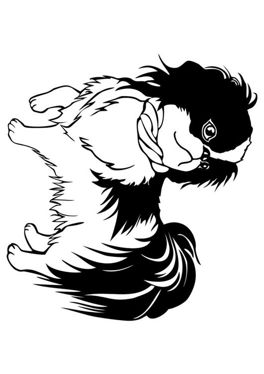 Coloriage chien  Shih Tzu  Coloriages Gratuits à Imprimer  Dessin 29834