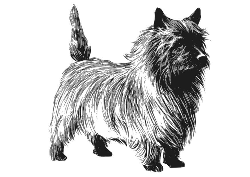 Coloriage chien - terrier