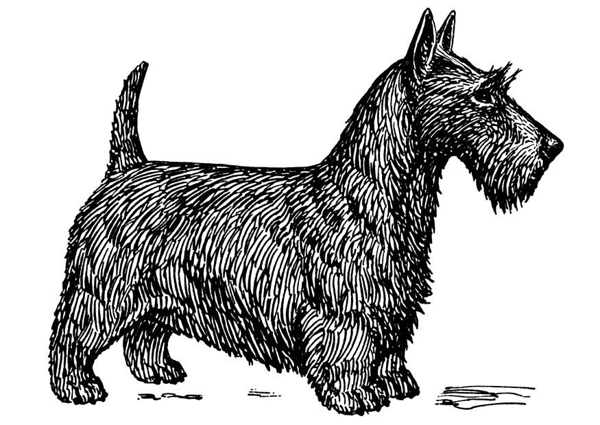 Coloriage chien - Terrier Ã©cossais
