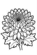 chrysanthème