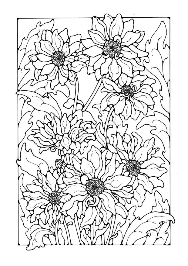 Coloriage chrysanthemum