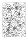 chrysanthemum