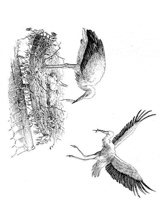 cigogne sur nid