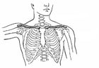 Coloriages clavicule et sternum