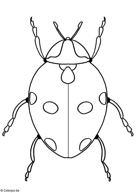 Coloriage coccinelle