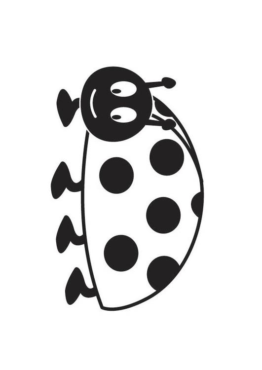 Coccinelle