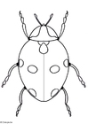 Coloriage coccinelle