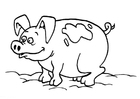 Coloriages cochon