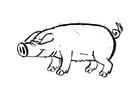 Coloriage cochon