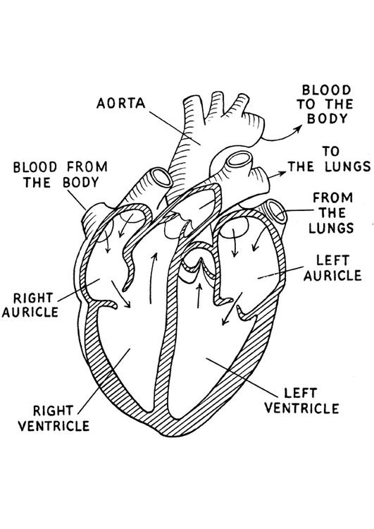 coeur