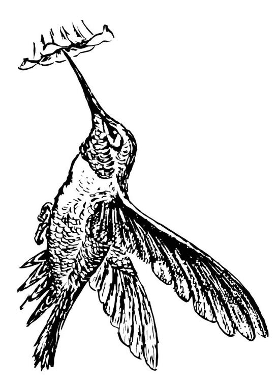 colibri