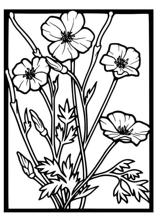 Coloriage coquelicot