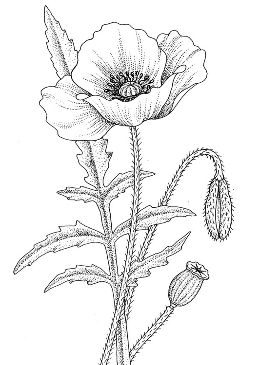 Coloriage coquelicot