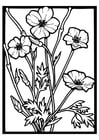 Coloriage coquelicot