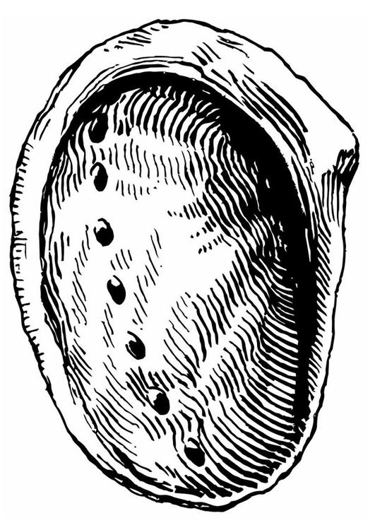 coquille - haliotide