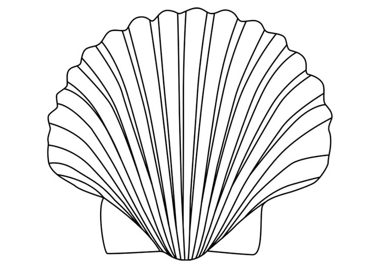 Coloriage coquille Saint-Jacques