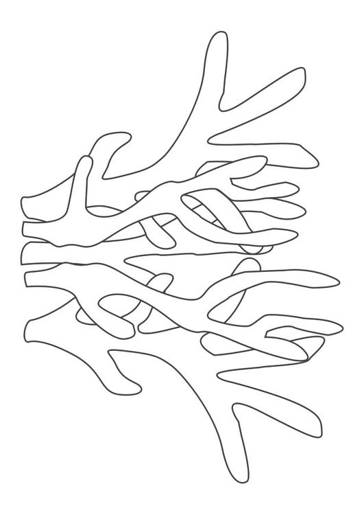corail