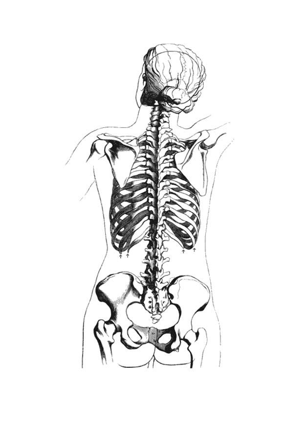 Coloriage cÃ´tÃ© dorsal d'une squelette