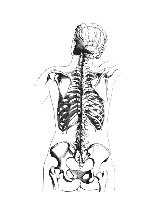 Coloriage cÃ´tÃ© dorsal d'une squelette