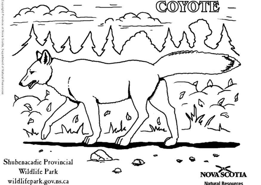 Coloriage coyote