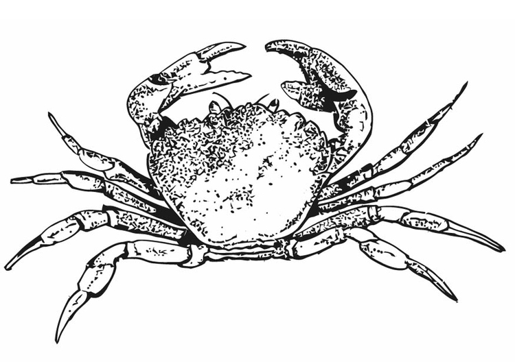 Coloriage crabe