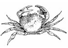 Coloriage crabe