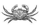 crabe