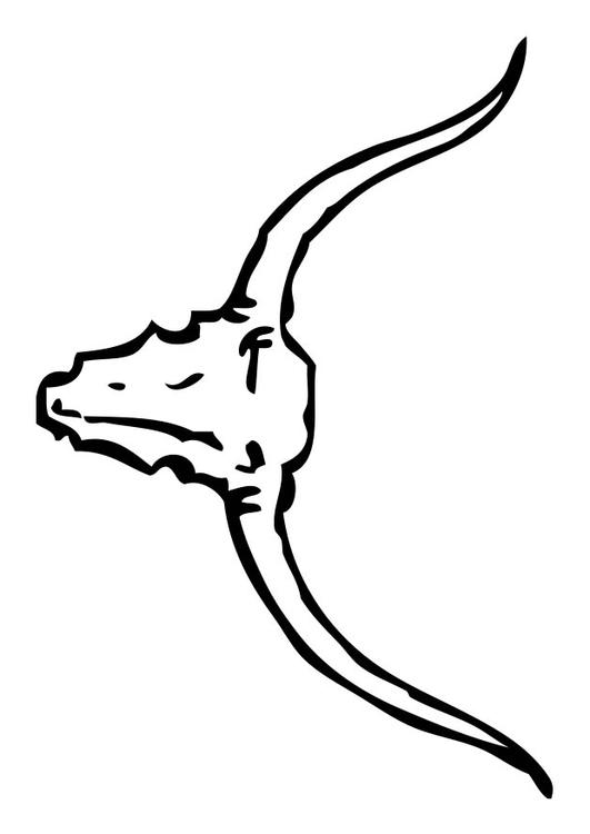 crÃ¢ne de taureau